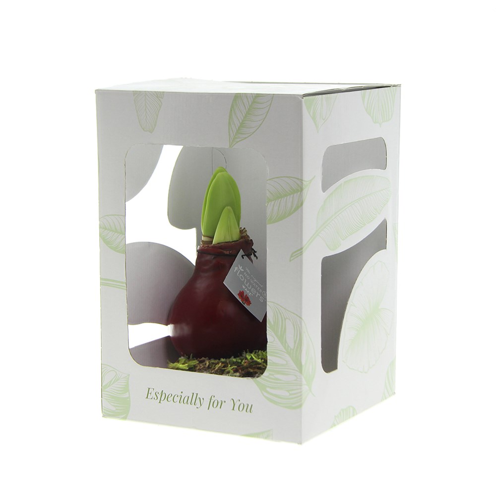 No Water Flowers® - Waxz® on wood, In giftbox, Blauw