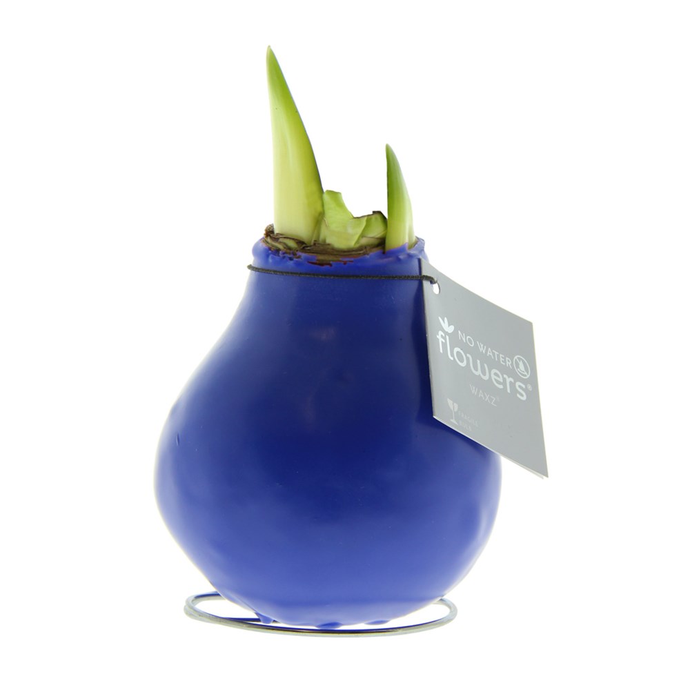 No Water Flowers® - Waxz® Colours, Zonder verpakking, Blauw
