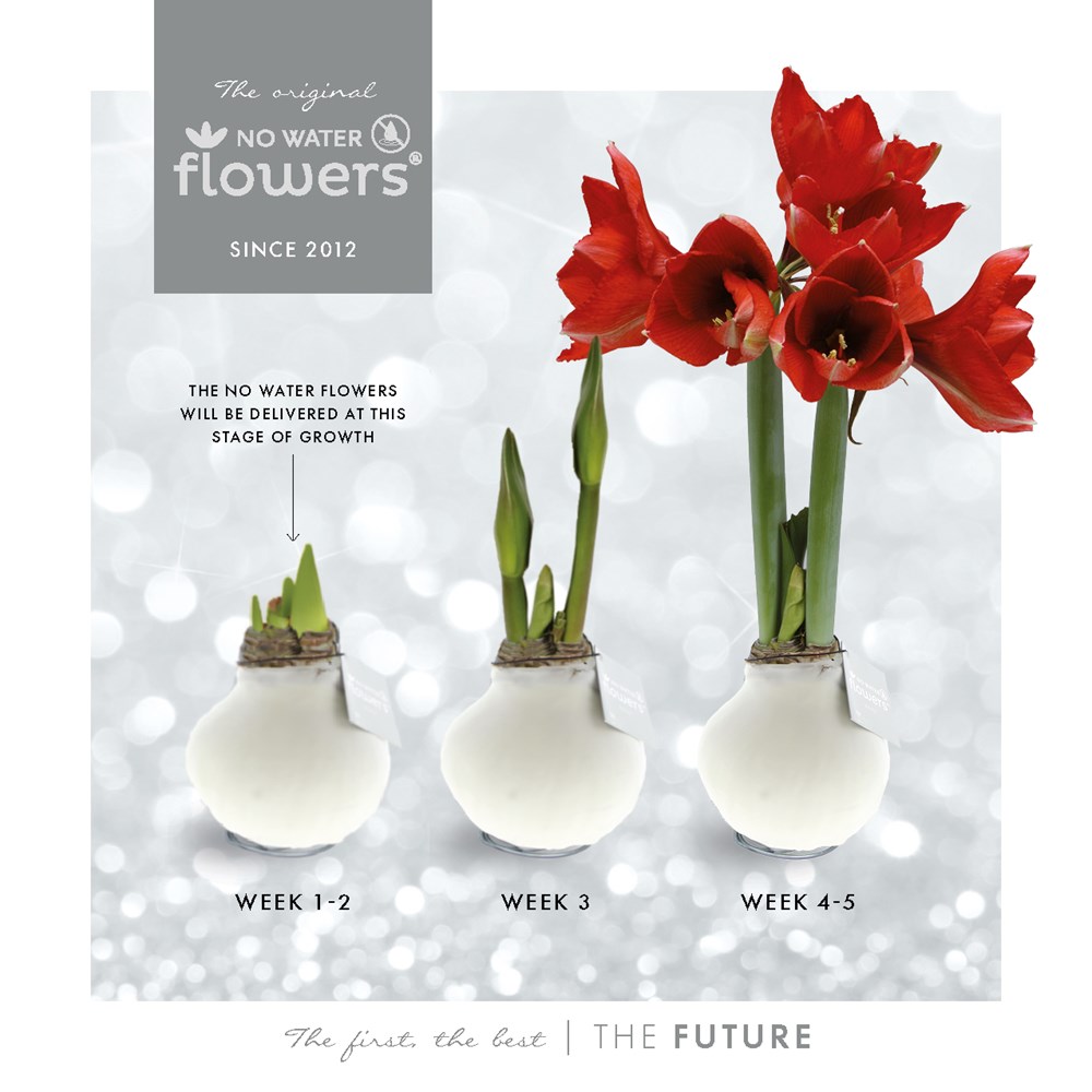 No Water Flowers® - Waxz® Colours, Zonder verpakking, Blauw