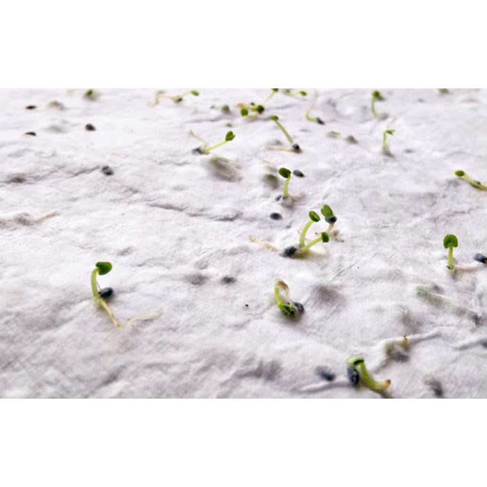 ASIDI - A4 zaadpapier wilde bloemen