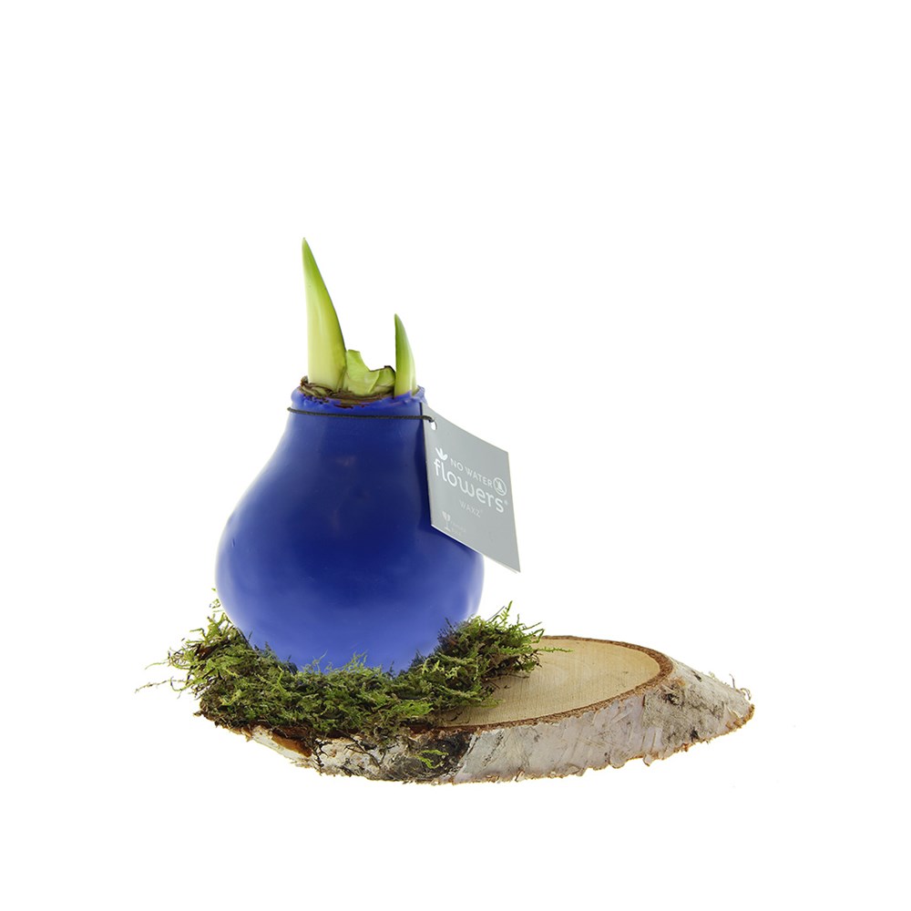 No Water Flowers® - Waxz® on wood, In giftbox, Blauw
