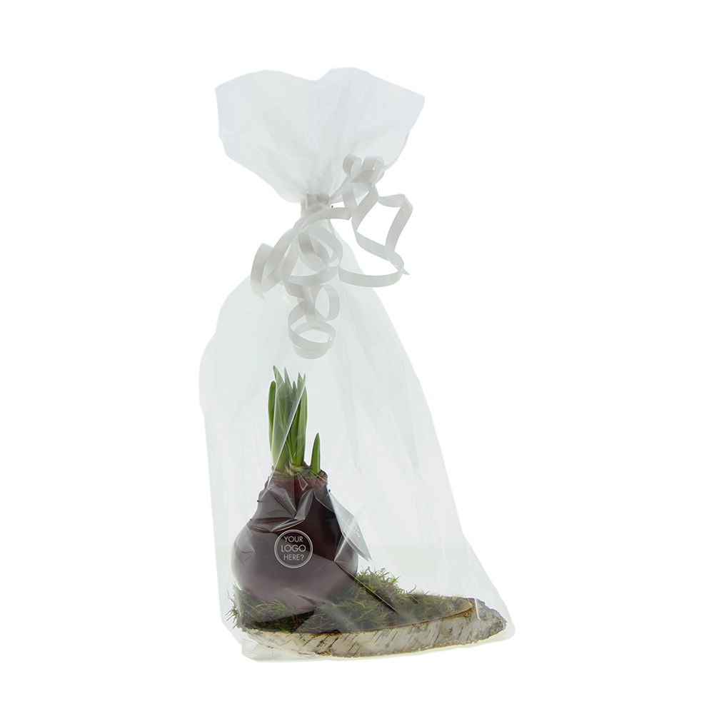 No Water Flowers® - Waxz® on wood, In giftbox, Blauw
