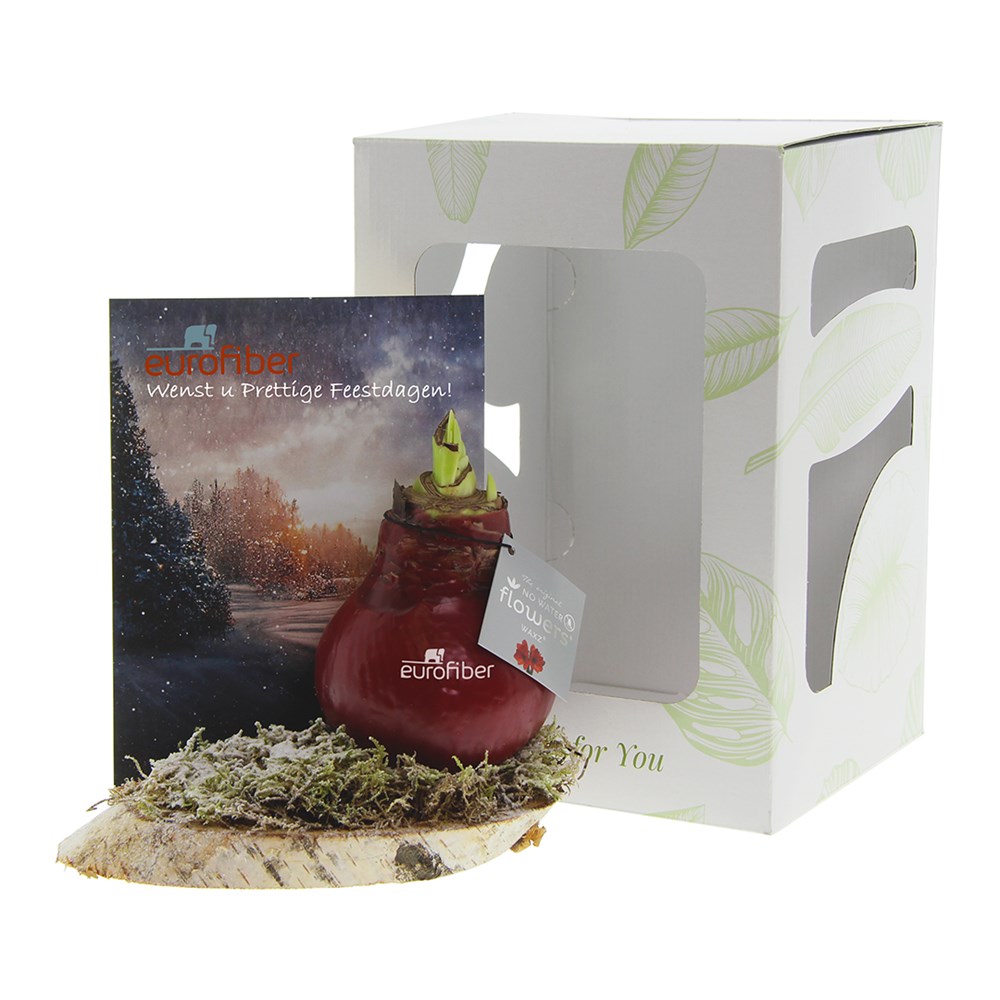 No Water Flowers® - Waxz® on wood, In giftbox, Blauw