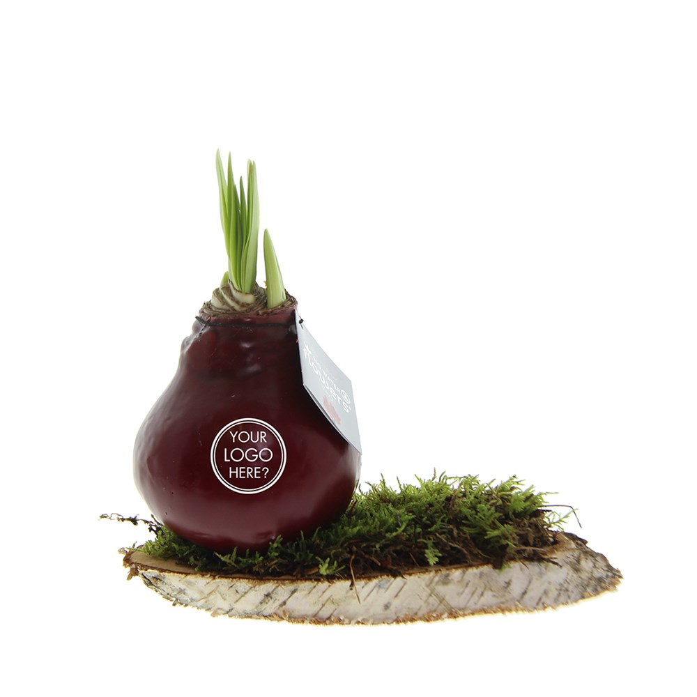 No Water Flowers® - Waxz® on wood, In giftbox, Blauw
